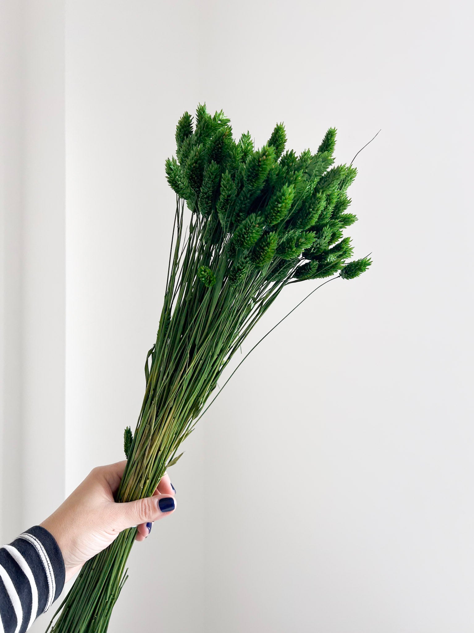 OMAR » Mazzo di Phalaris verde
