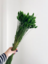OMAR » Mazzo di Phalaris verde