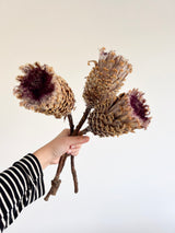 OMERO » Mazzo di 3 Protee naturali