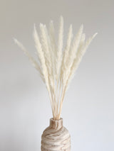 ORIONE » Mazzo di Pampas slim bianco