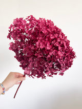 XENIA » Ortensia stabilizzata Annabelle stelo lungo magenta