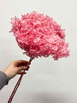 MABEL » Ortensia stabilizzata Annabelle stelo lungo rosa