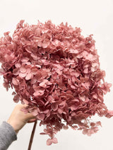 MAELLE » Ortensia stabilizzata Annabelle stelo lungo malva