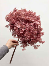 MAELLE » Ortensia stabilizzata Annabelle stelo lungo malva