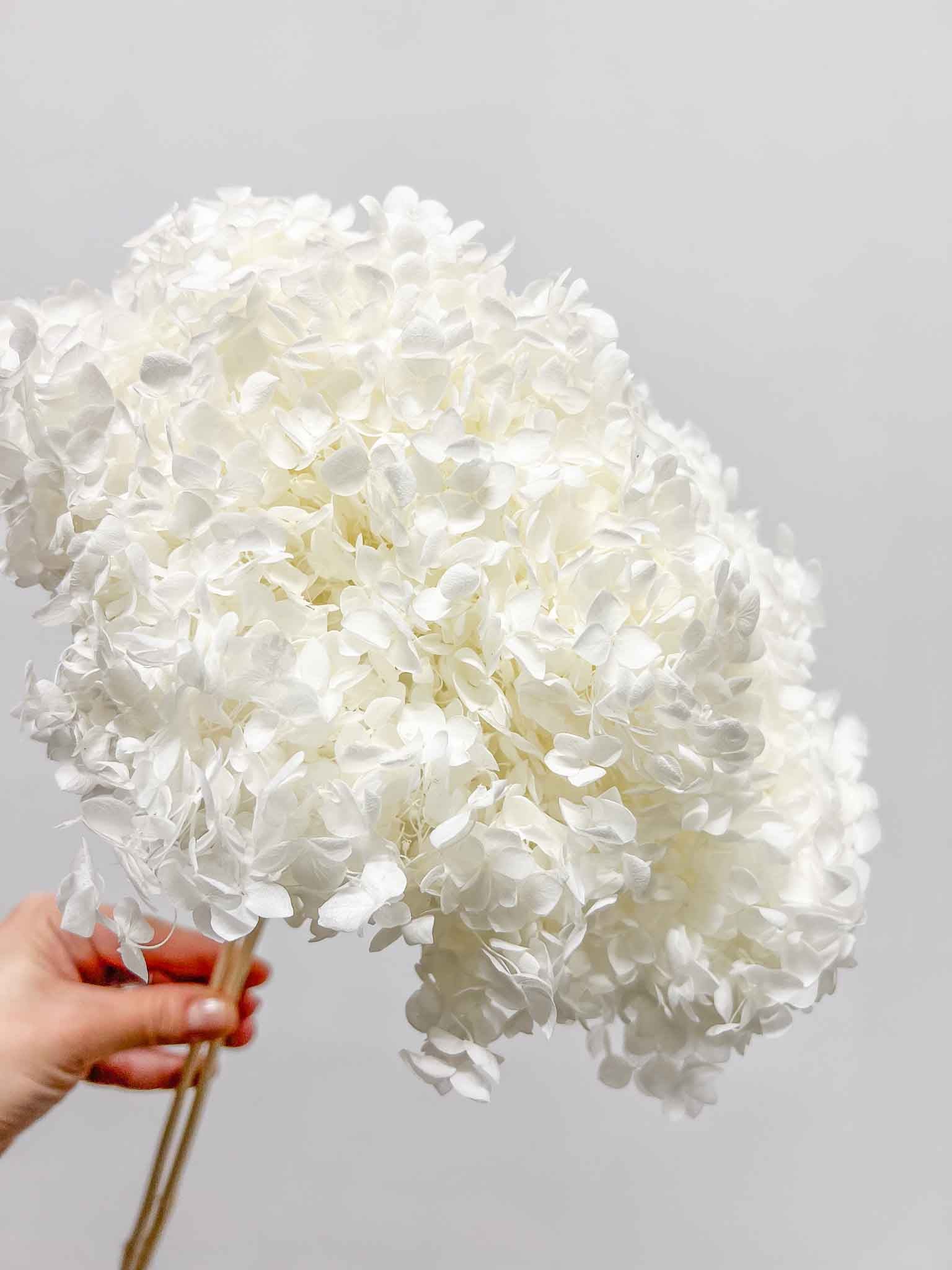 WILSON » Ortensia stabilizzata Annabelle stelo lungo bianco