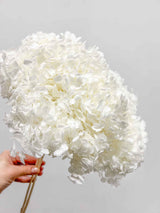 WILSON » Ortensia stabilizzata Annabelle stelo lungo bianco