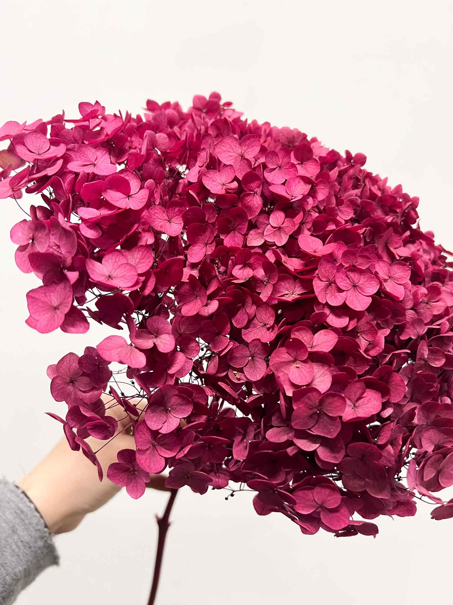 XENIA » Ortensia stabilizzata Annabelle stelo lungo magenta