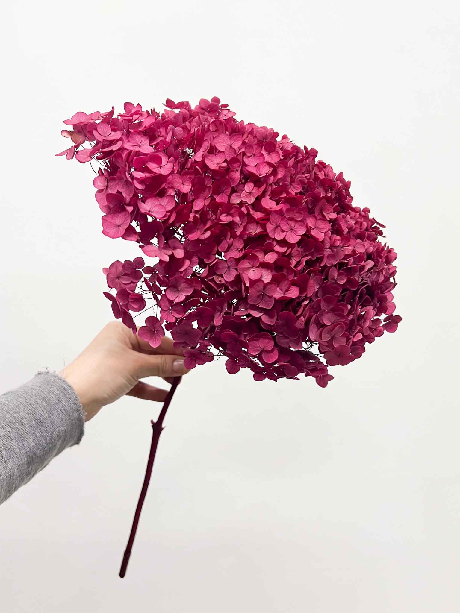 XENIA » Ortensia stabilizzata Annabelle stelo lungo magenta