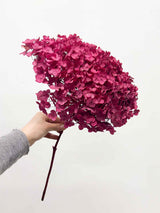 XENIA » Ortensia stabilizzata Annabelle stelo lungo magenta