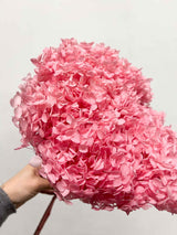MABEL » Ortensia stabilizzata Annabelle stelo lungo rosa