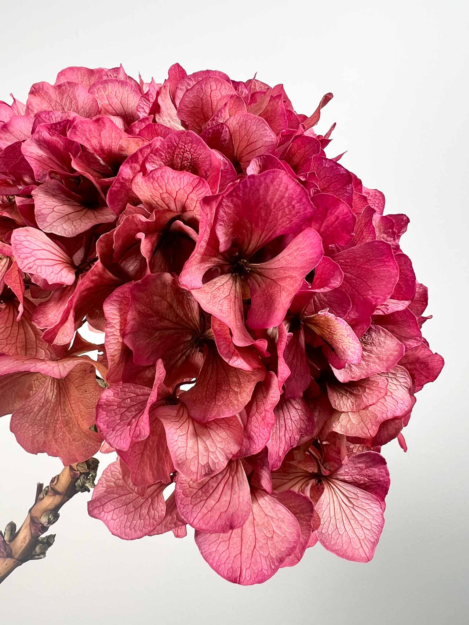 ADA » Ortensia stabilizzata extra sfumata fucsia
