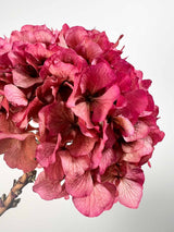 ADA » Faded fuchsia preserved extra Hydrangea