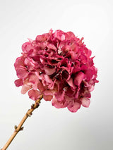 ADA » Faded fuchsia preserved extra Hydrangea