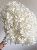 WILSON » Ortensia stabilizzata Annabelle stelo lungo bianco