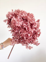 MAELLE » Ortensia stabilizzata Annabelle stelo lungo malva