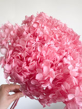 MABEL » Ortensia stabilizzata Annabelle stelo lungo rosa