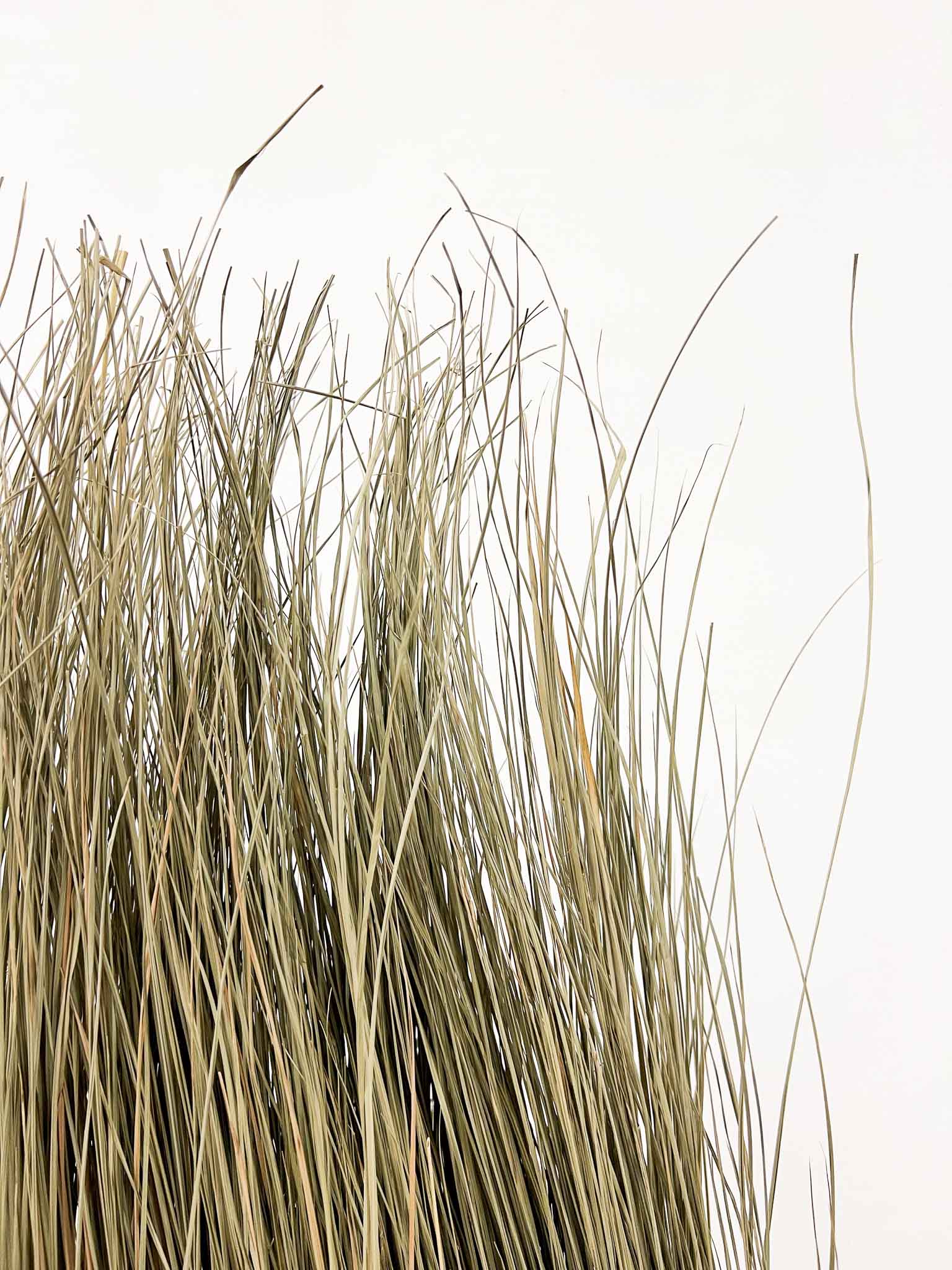 CALLIOPE » Vertical wall of natural dried grass, 100 cm