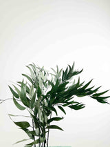 PAVLO » Preserved green Eucalyptus Pendula