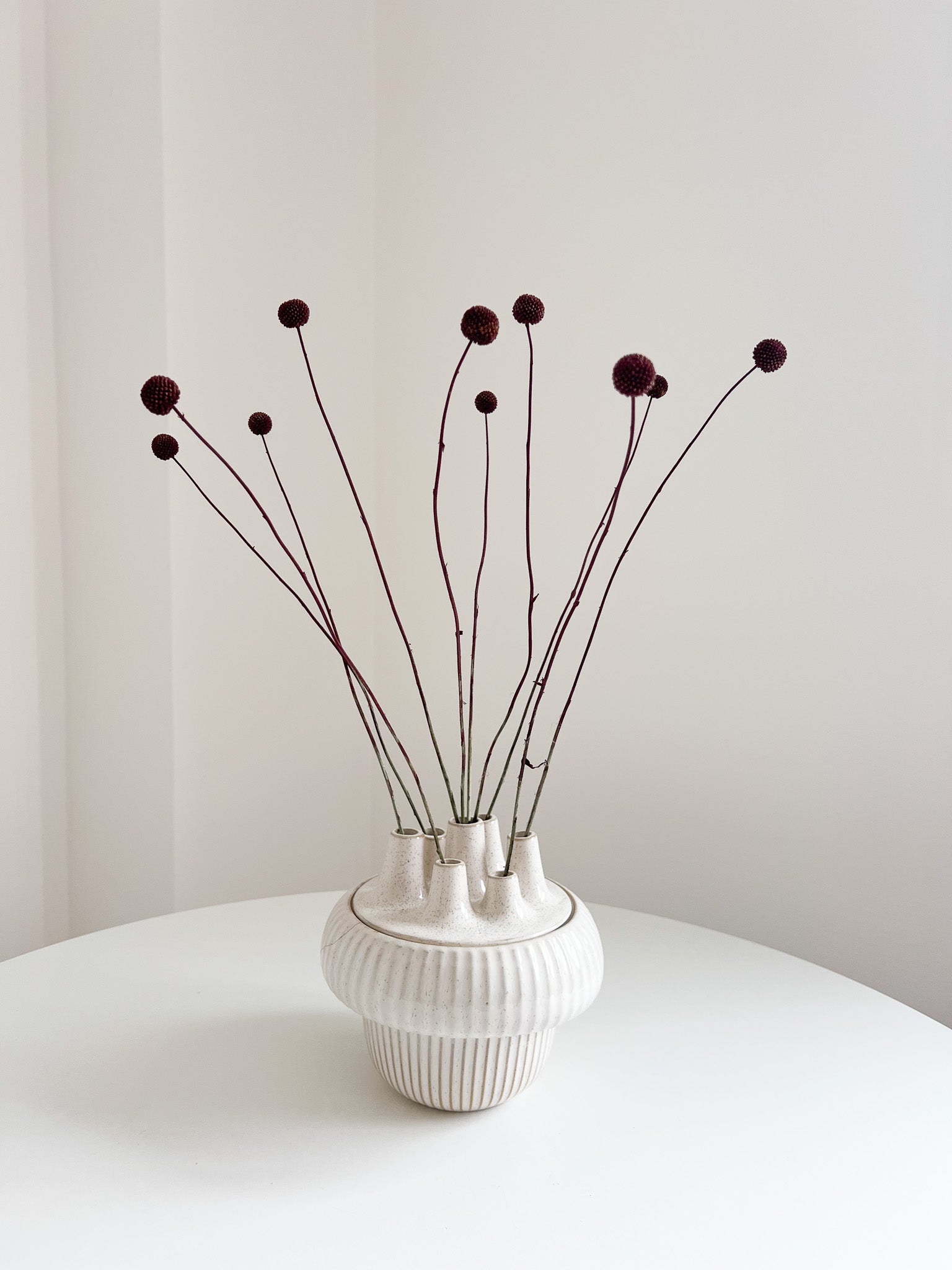 PEPPINO » Mazzo di Craspedia marrone 10 steli H60cm
