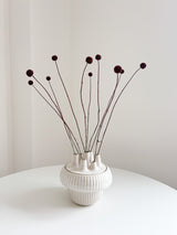 PEPPINO » Mazzo di Craspedia marrone 10 steli H60cm