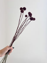 PEPPINO » Mazzo di Craspedia marrone 10 steli H60cm