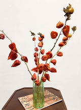 DONATELLA » Mazzo di Physalis naturale