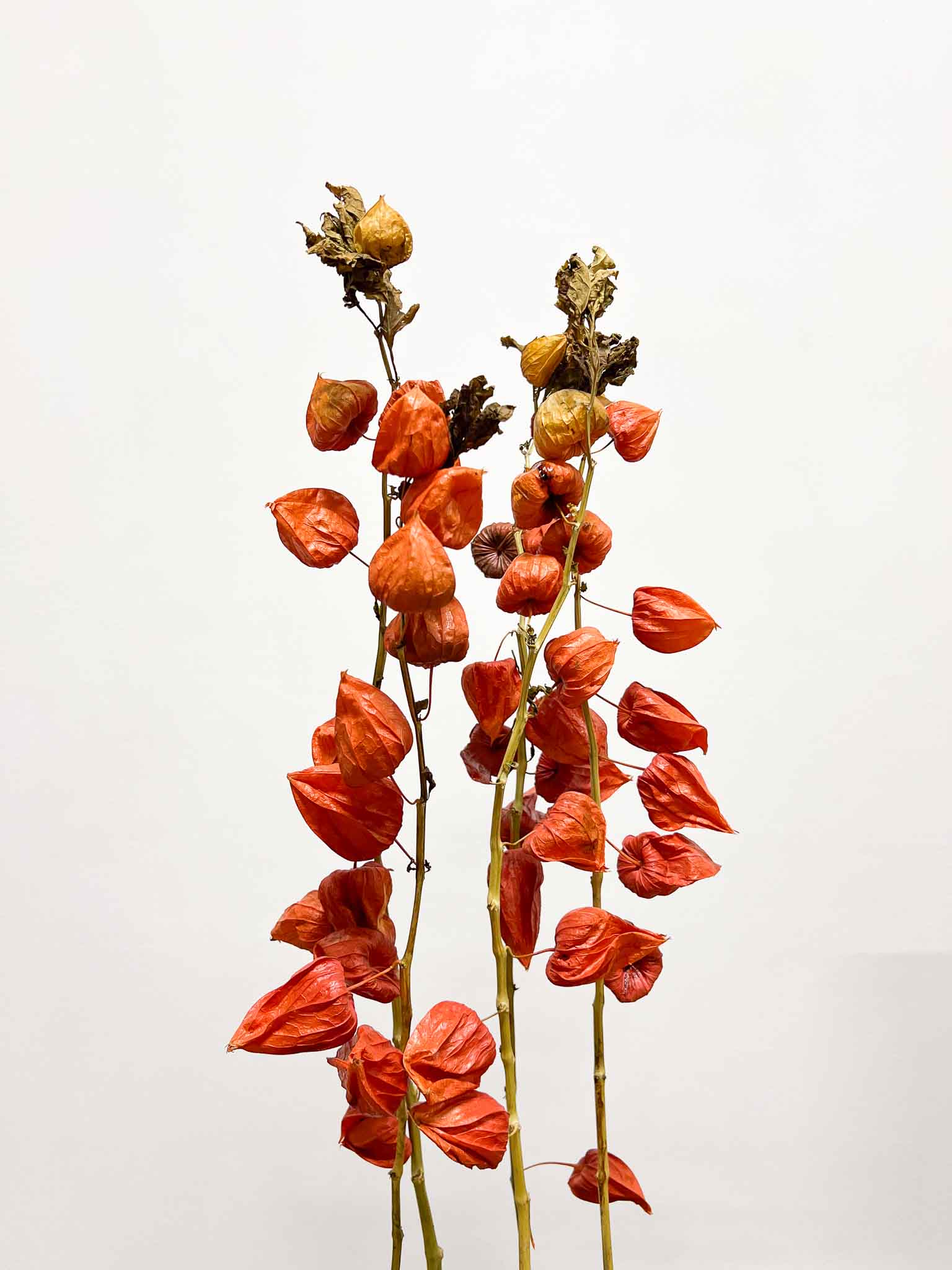 DONATELLA » Mazzo di Physalis naturale