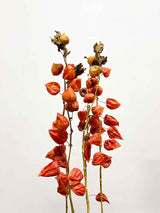 DONATELLA » Mazzo di Physalis naturale