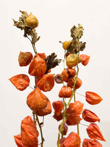 DONATELLA » Mazzo di Physalis naturale