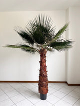 RAUL » pianta di Washingtonia stabilizzata 190cm