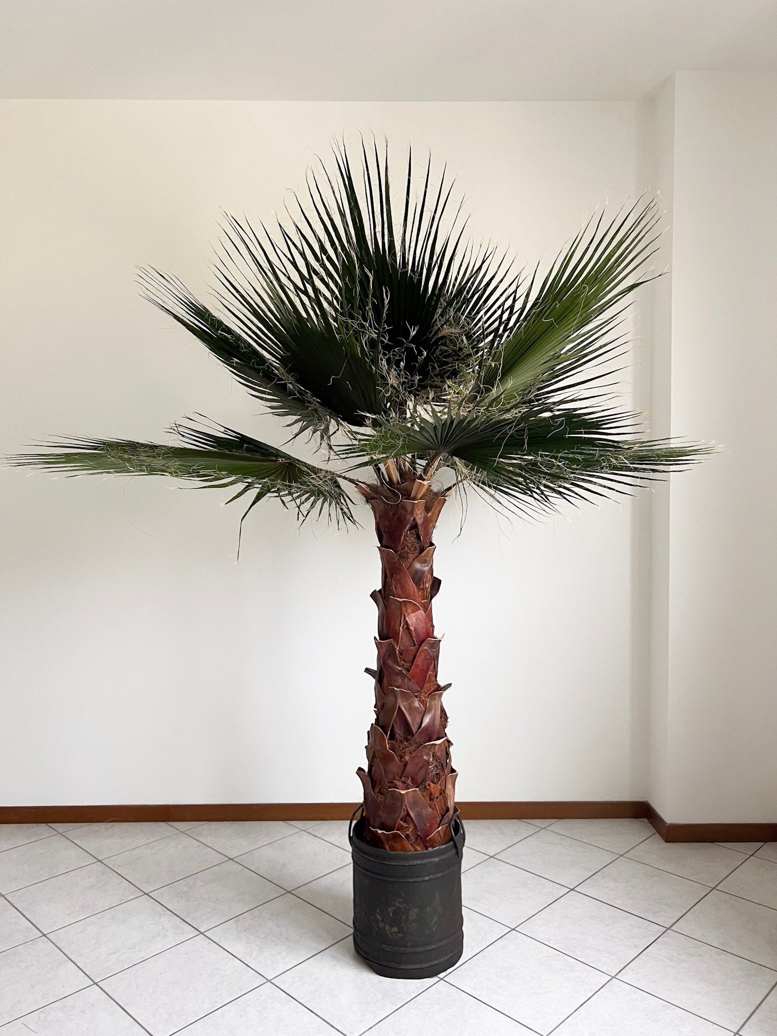 RAUL » pianta di Washingtonia stabilizzata 190cm