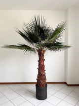 RAUL » pianta di Washingtonia stabilizzata 190cm