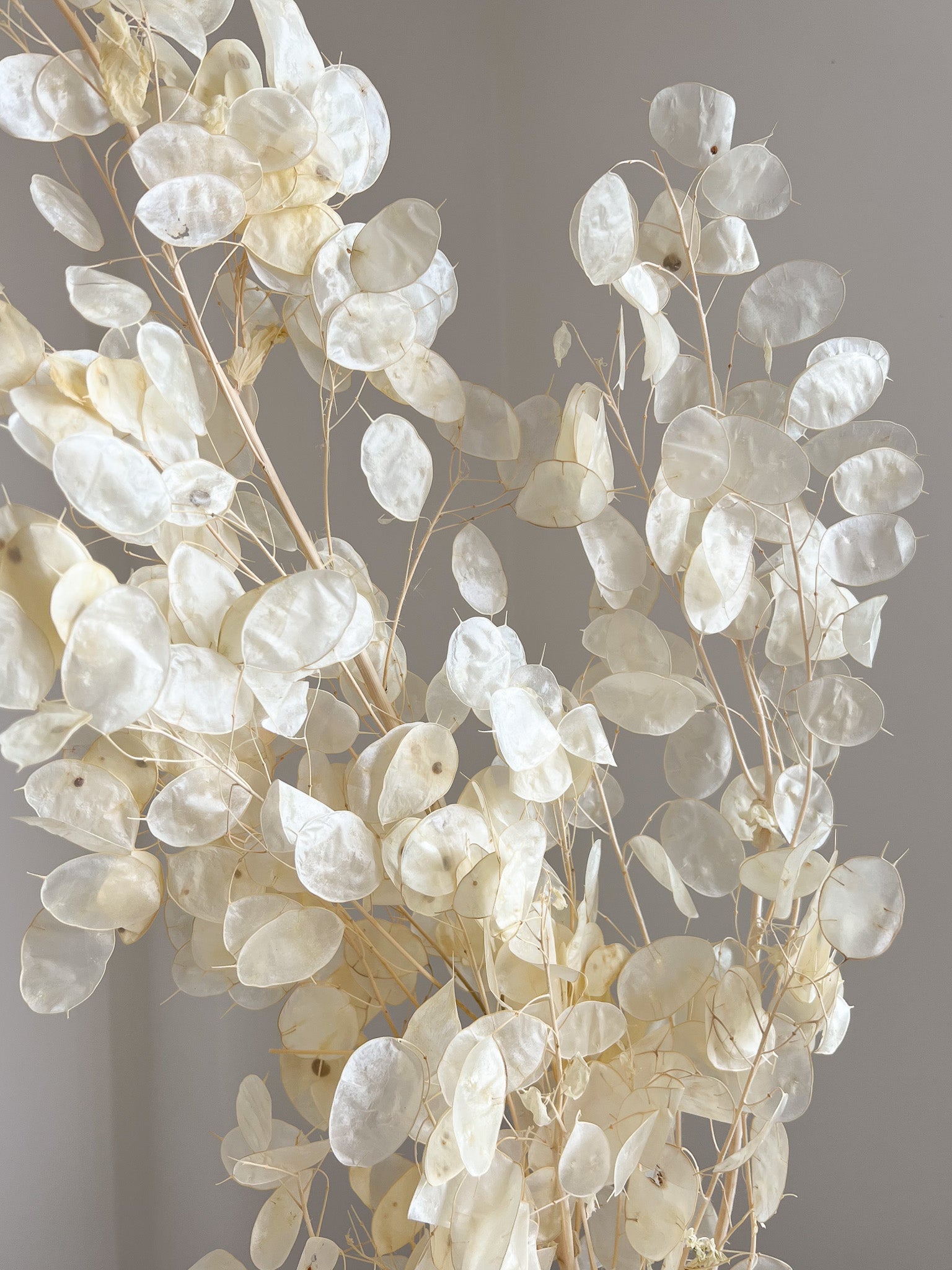 REMO » Mazzo di Lunaria o monete del papa avorio H100cm