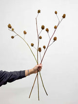 RENATO » 3 steli di Glycyrrhiza yunnanensis 100cm