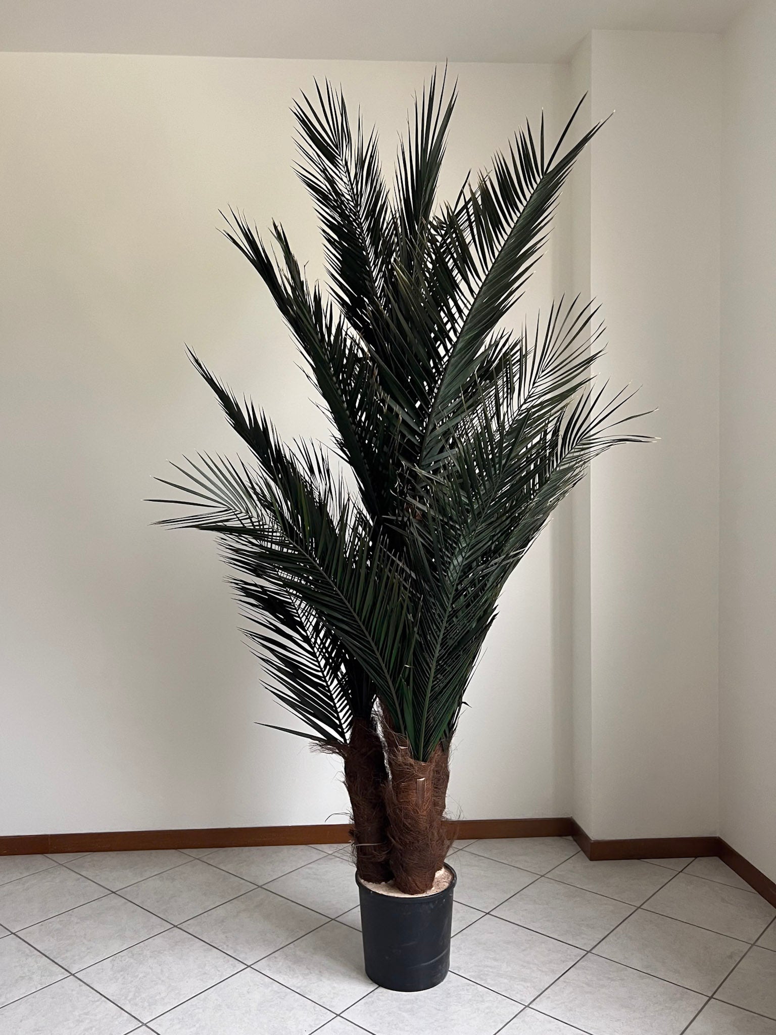 ROBIN » pianta stabilizzata phoenix verde 220cm