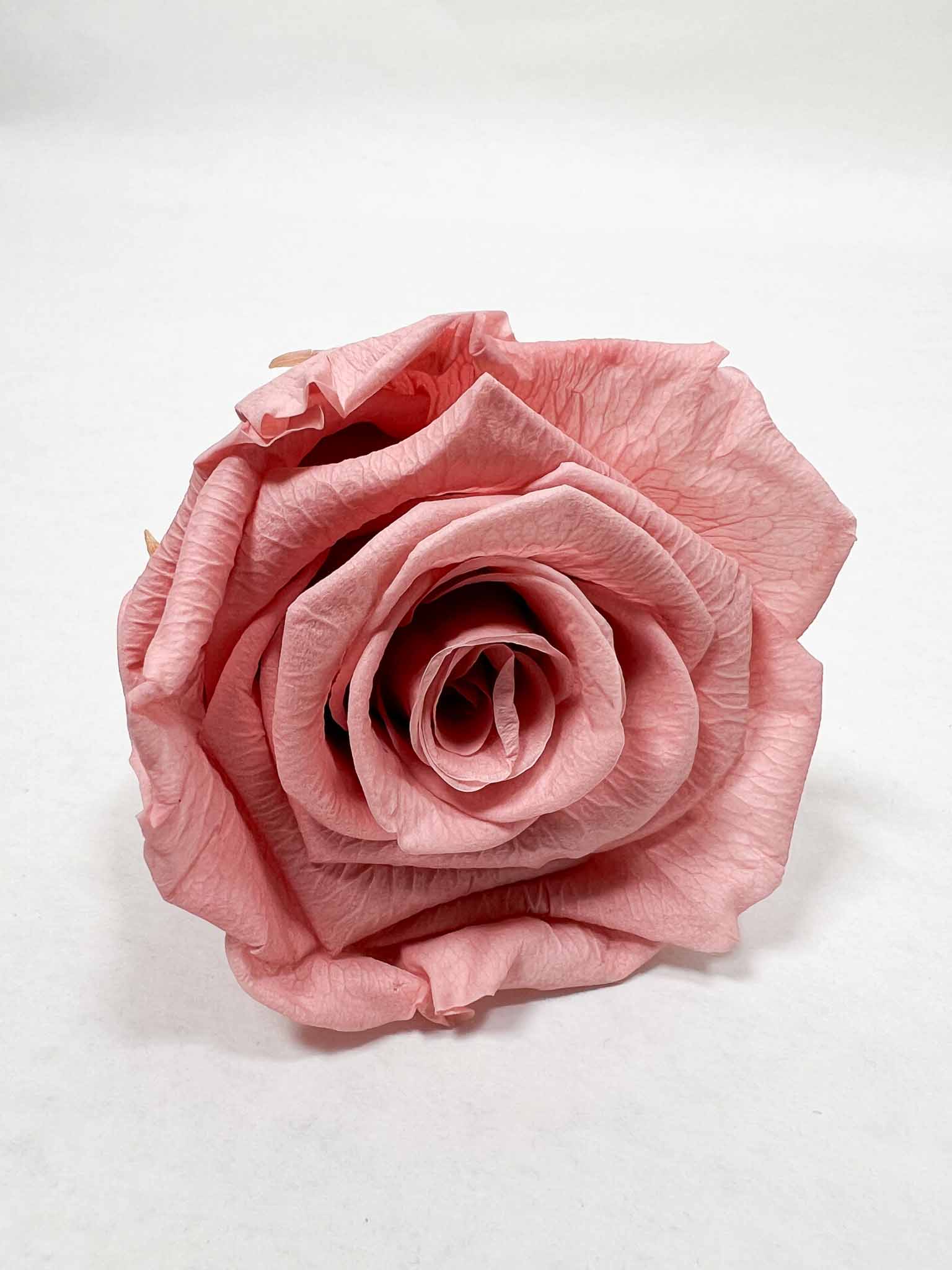 DOLORES » Box of 6 pink Rose standard flowers - 6,5cm diameter