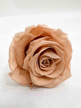 NEDA » Box of 6 nude Rose standard flowers - 6,5cm diameter