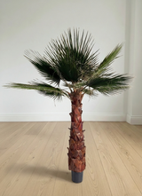 RAUL » pianta di Washingtonia stabilizzata 190cm