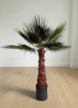 RAUL » pianta di Washingtonia stabilizzata 190cm