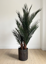 ROBIN » pianta stabilizzata phoenix verde 220cm