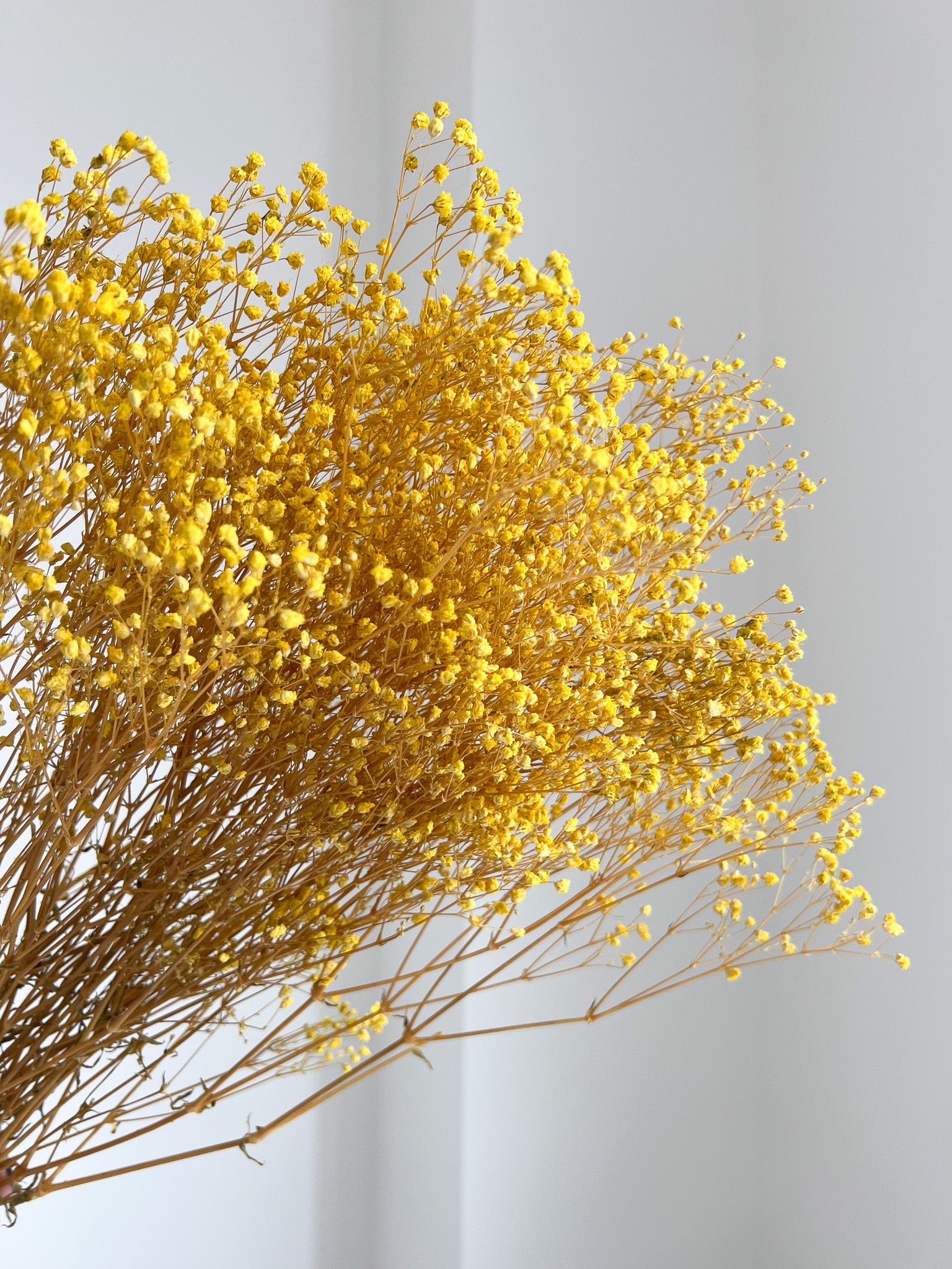 SAMUELA » Mazzo di Gypsophila o nebbiolina stabilizzata gialla
