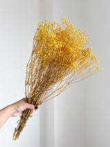 SAMUELA » Mazzo di Gypsophila o nebbiolina stabilizzata gialla
