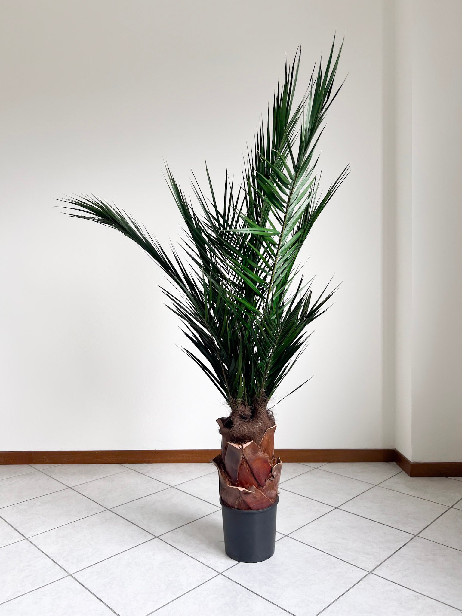 SANTIAGO » pianta stabilizzata phoenix verde 150cm