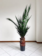 SANTIAGO » pianta stabilizzata phoenix verde 150cm