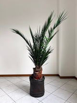 SANTIAGO » pianta stabilizzata phoenix verde 150cm