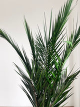 SANTIAGO » pianta stabilizzata phoenix verde 150cm