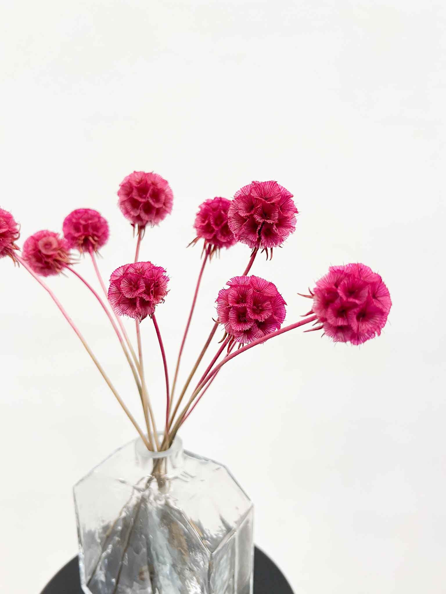CARLA » Preserved fuchsia Scabiosa Stellata