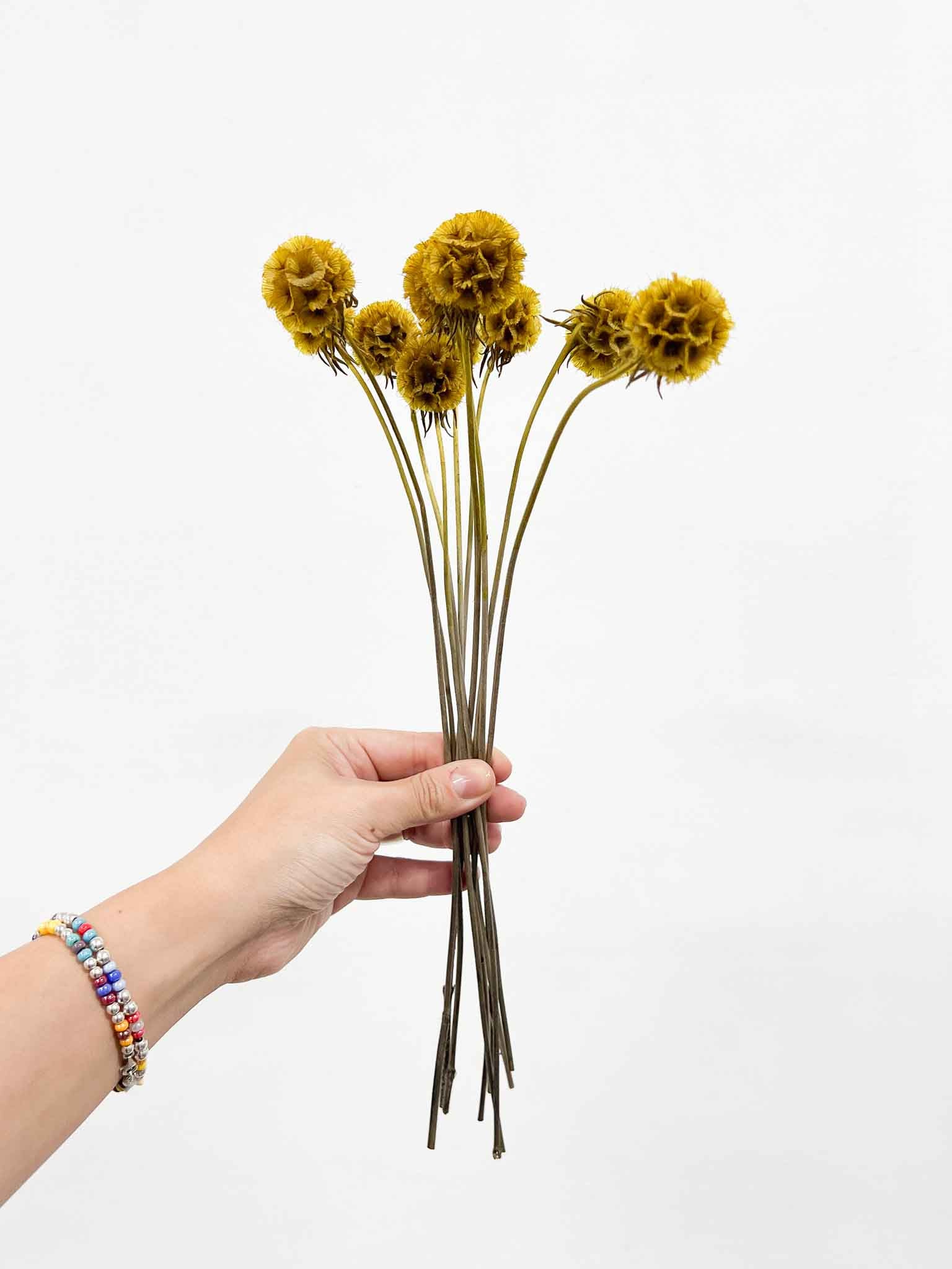 CARLA » Preserved mustard yellow Scabiosa Stellata