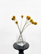 CARLA » Scabiosa Stellata stabilizzata giallo senape