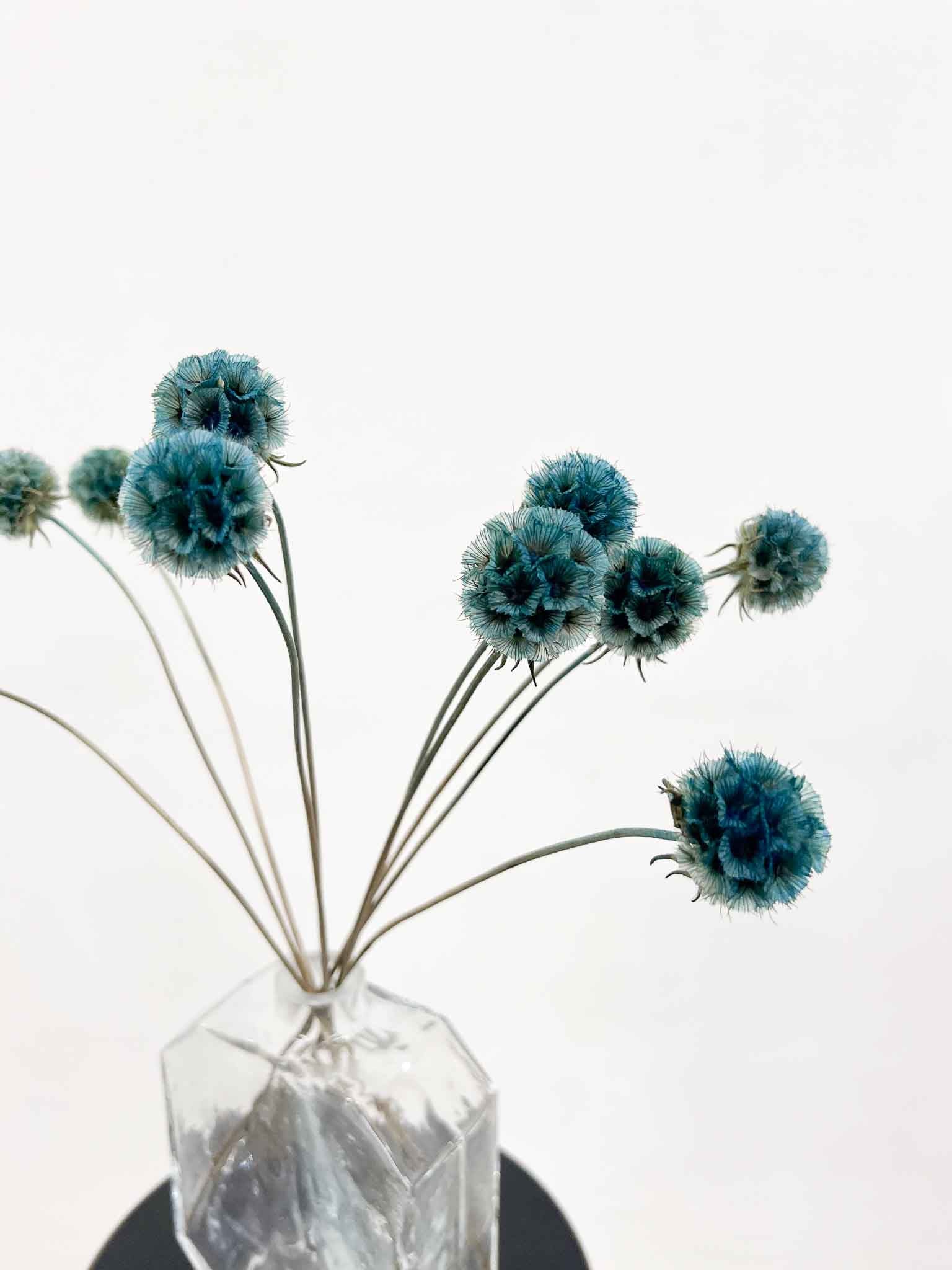 CARLA » Preserved light blue Scabiosa Stellata